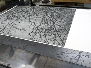 Tu sei un albero io sono un sasso