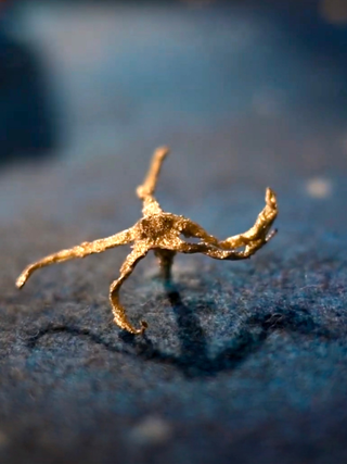 La notte di Sant'Anna, Sepalo di pomodoro, fusione in bronzo.